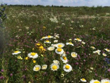 Çiçek tarlasının arka planında tıbbi papatyalar. Doğal gün ışığında taşınabilir fotoğraf.