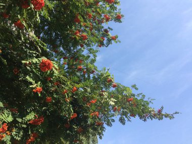 Dağ külünün yeşil ve kırmızı dalları ve mavi gökyüzü. Doğal gün ışığında taşınabilir fotoğraf.