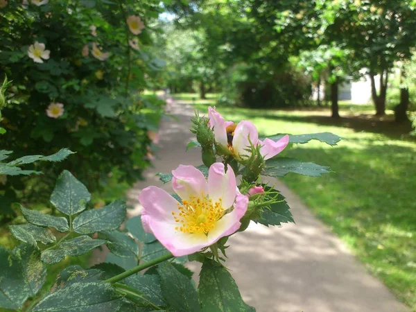 Halvány Rózsaszín Sárga Középső Rózsa Virág Háttérben Város Aszfalt Zöld — Stock Fotó