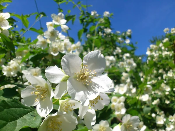 Few White Jasmine Flowers Background Others Same Blue Sky Mobile — ストック写真