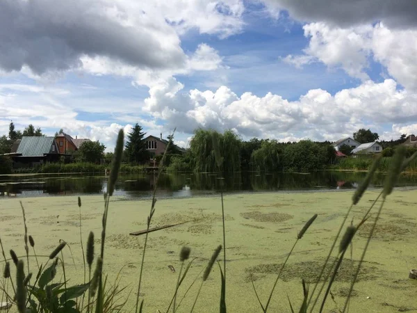 View from the reeds on the other side of the green pond where you can see the roofs of houses on the background of blue and white clouds of the sky. Mobile photo in natural daylight.