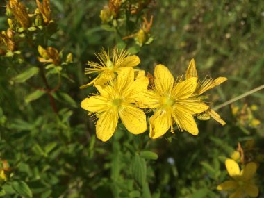 Yeşillik bir arka planda şifalı St. John otundan bir kaç çiçek açmış. Doğal gün ışığında taşınabilir fotoğraf.