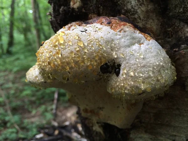 Grande Nariz Como Blanco Con Gotas Amarillas Crecimiento Setas Árbol — Foto de Stock