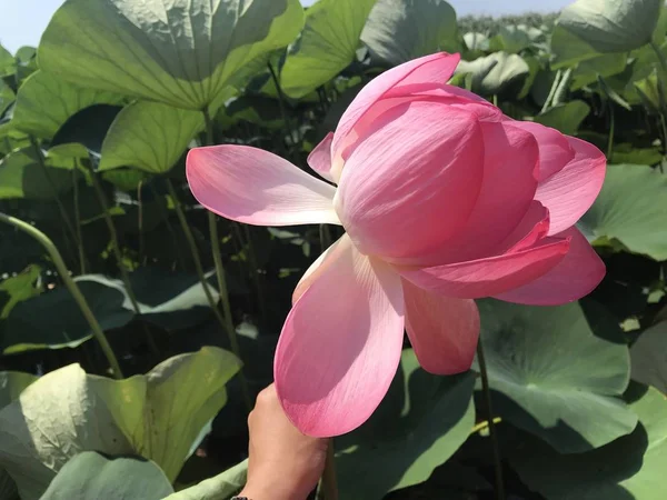 Stor Blommande Rosa Lotus Blomma Bakgrund Grönt Gräs Och Hålla — Stockfoto