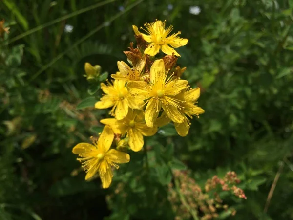 Sárga Orbáncfű Virágainak Fellángolása Zöld Hátterében Mobil Fotó Természetes Napfényben Stock Fotó