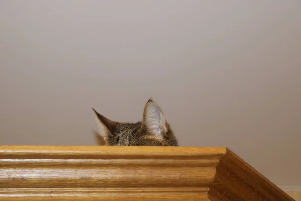 Αυτί Γάτας Λόγω Της Ξύλινης Διακόσμησης Στο Λευκό Ταβάνι — Φωτογραφία Αρχείου