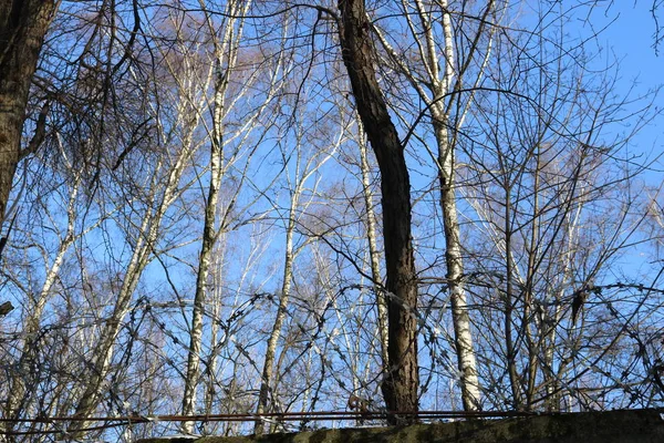 Hnědý Kmen Stromu Pozadí Holých Bříz Jarní Modré Nebe Ostnatým — Stock fotografie