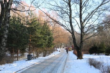 Park 'ın solundan sağa giden yol. Uzakta yürüyen bir adamla. Fotoğraf, Şubat 2020 'de Moskova' da gün ışığında çekildi..