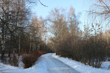 Yol, açık mavi bir gökyüzüne doğru, sağ taraftaki çalıları geçerek parktan geçiyor. Fotoğraf, Şubat 2020 'de Moskova' da gün ışığında çekildi..
