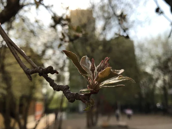 Větvička Mladými Kvetoucími Listy Pozadí Města Při Západu Slunce Mobilní — Stock fotografie