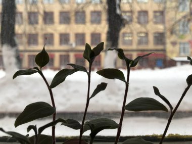 Pencerenin arka planında, arkasında kış şehri manzarası olan genç bitkilerin siluetleri. Rusya 'da gün ışığında mobil fotoğraflar