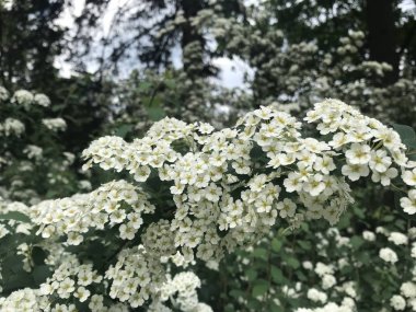 Çiçek açan beyaz bir spirea dalı diğer çiçek açan dalların ve akşam gökyüzünün arka planına karşı. Doğal gün ışığında taşınabilir fotoğraf.