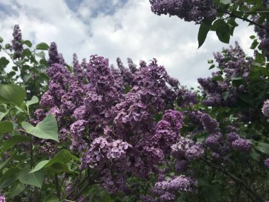 Çiçek açan diğer dalların ve yaz gökyüzünün arka planında parlak leylak renkleri var. Rusya 'da gün ışığında mobil fotoğraflar