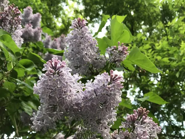 他の似た花や緑の枝を背景に ライラックの花は満開ではありません ロシアの自然光の中でモバイル写真 — ストック写真