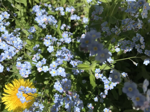 Textura Floral Agudeza Diferente Azul Esquece Não Contexto Grama Verde — Fotografia de Stock