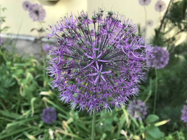 Fliederfarbene Zwiebel Blüht Einem Blumenbeet Neben Der Gelben Wand Handyfotos — Stockfoto