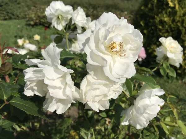 Krzew Białych Róż Terry Tle Letniego Ogrodu Mobilne Zdjęcia Naturalnym — Zdjęcie stockowe