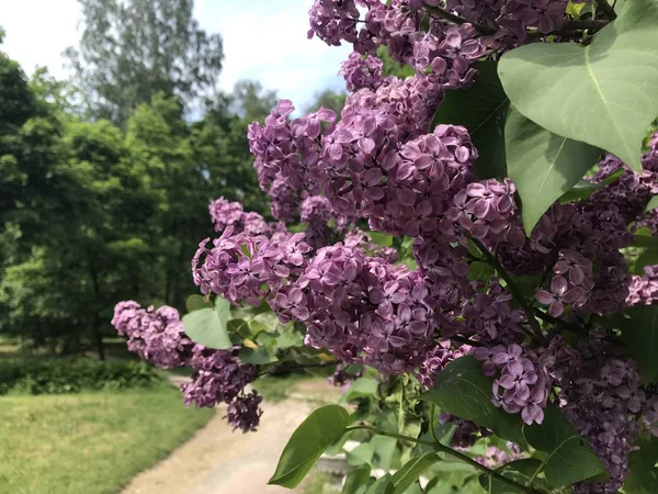 Blommande Lila Grenar Bakgrunden Stig Grön Park Mobila Foton Naturligt — Stockfoto