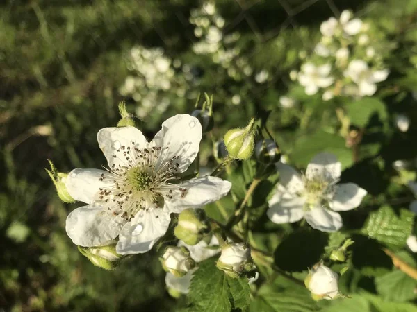 Uma Flor Branca Blackberry Com Gotas Chuva Suas Pétalas Contra — Fotografia de Stock