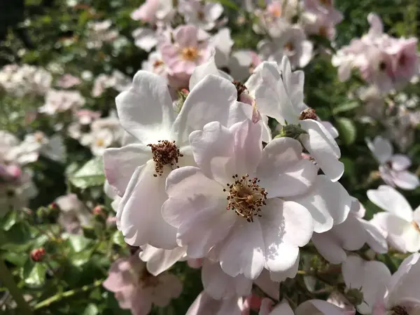 バラや緑の葉の薄いピンクの花序とは異なるシャープネスの花の質感 自然光の中でのモバイル写真 — ストック写真