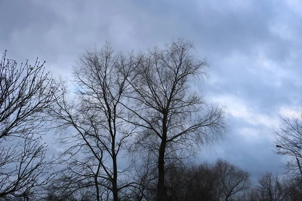 Silhouettes Sombres Arbres Nus Contre Ciel Couvert Bleu Soirée Photo — Photo