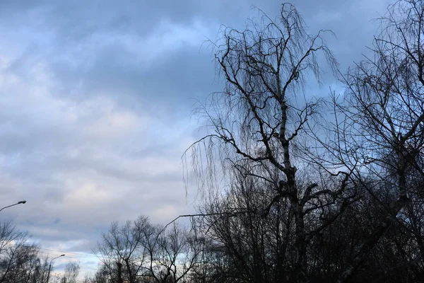 Avondlandschap Met Silhouetten Van Kale Bomen Lantaarnpalen Tegen Een Blauwe — Stockfoto