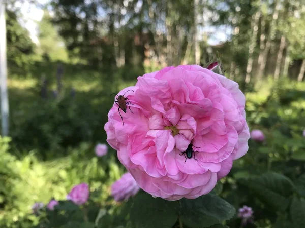 Terry Rosa Brilhante Levantou Com Besouros Sobre Ele Fundo Jardim — Fotografia de Stock