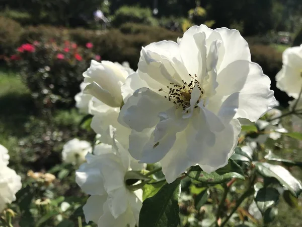 花壇の背景に白いテリーの花 ロシアの自然光の中でモバイル写真 ロイヤリティフリーのストック写真