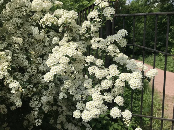 白い尖塔の枝の開花ブッシュは 森への道が行く黒い錬鉄製のフェンスに触れています ロシアの自然光の中でモバイル写真 — ストック写真