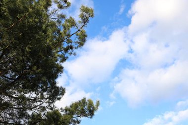 Yeşil çam dallarının dokusu ve beyaz bulutlu mavi gökyüzü.