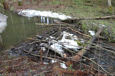 Kar kalıntılarının altında küçük bir kunduz barajı..