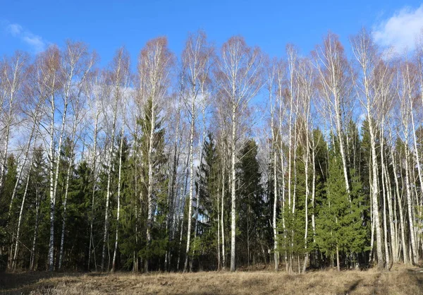 Spring Landscape Bare Birches Green Firs Forest Edge Blue Sky — Stock Photo, Image