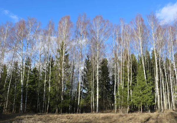 Paisagem Primavera Com Bétulas Nuas Abetos Verdes Borda Floresta Contra — Fotografia de Stock