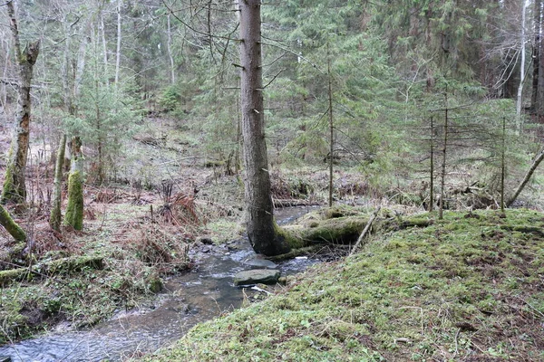 Waldlandschaft Mit Einem Ungewöhnlichen Baum Der Einem Waldbach Wächst — Stockfoto