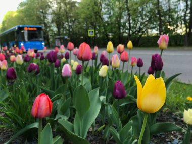Yol kenarında mavi otobüsü olan çok renkli lalelerin arka planında sarı lale var. Doğal gün ışığında taşınabilir fotoğraf.