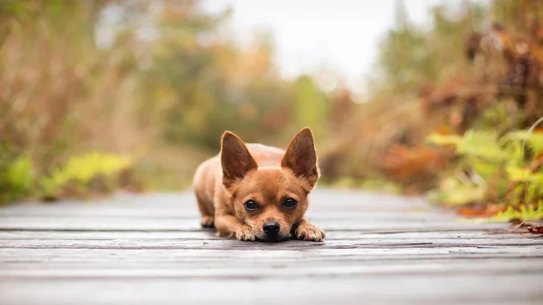 Photo of a dog. Dog, human friend, animal