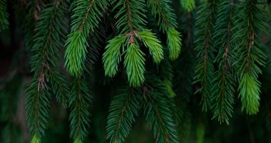 Güzel yeşil ladin dalları, Noel ağacı. Cope alanı. Orman arkaplanı