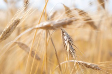 Sıcak bir yaz gününde güzel altın buğday tarlası. Boşluğu kopyala