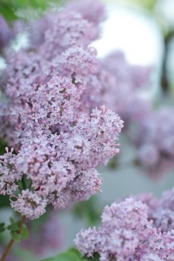 yemyeşil leylak bush 