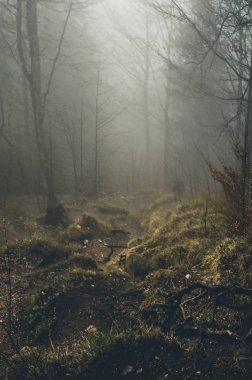 Ağaç ve sabah sis, Bavyera, Almanya, Europe,