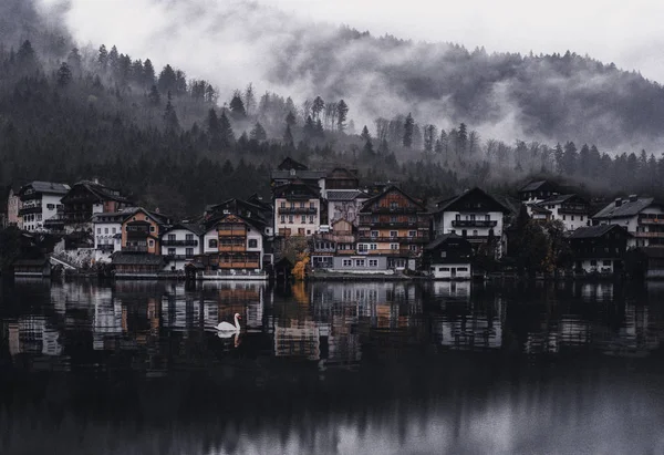 Beyaz Arka Plan Köyüne Göle Kuğu Hallstatt Avusturya — Stok fotoğraf