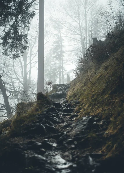 bir yolu bir ormandaki puslu, Bavyera, Almanya 