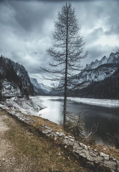 alp karla kaplı tepeler zemin karşı Gölü yakınındaki bir ağaç