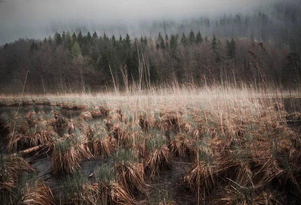 Bavyera sisli orman arka planı büyümüş bataklık