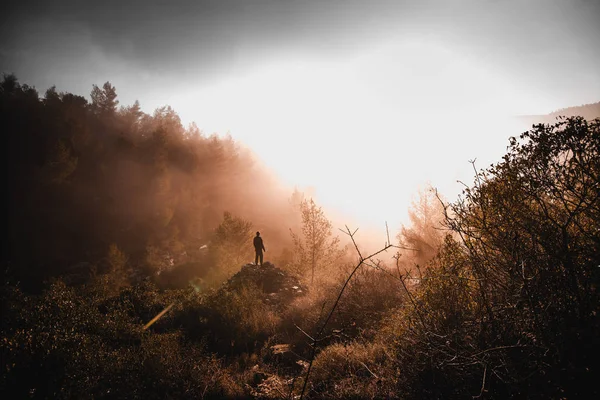 Bulut orman, bir su orman olarak da adlandırılır. Kudüs, İsrail. Kudüs'ü discrit 