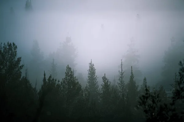 Bulut orman, bir su orman olarak da adlandırılır. Kudüs, İsrail. Kudüs'ü discrit 