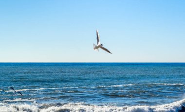 Dövüş balık için denizin üzerinde uçan martı kuşları aittir
