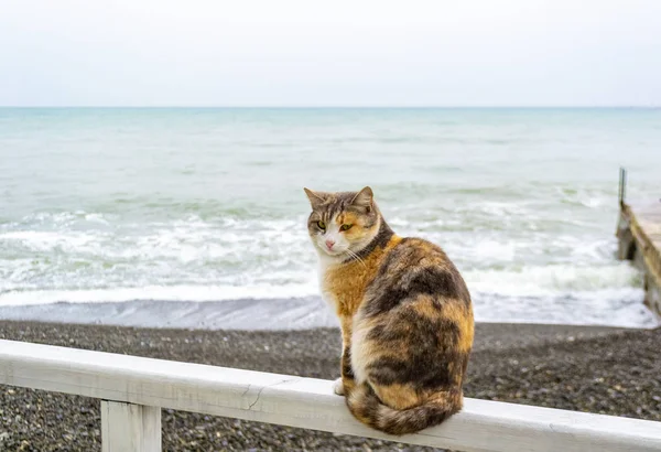 Cat sitting on wooden plank at the beach coast opposite sea