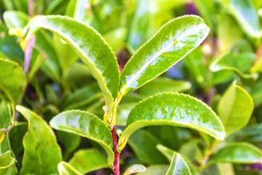 Yağmur damlalı taze yeşil çay yaprakları. Kapat.