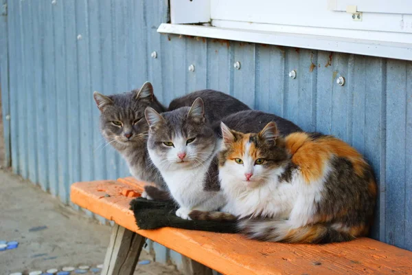 Cute Cats Wall Bask Cold Autumn — Stock Photo, Image